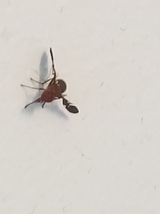 Delphinia picta
