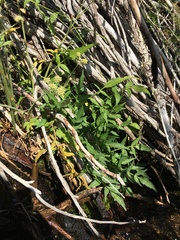 Angelica kingii