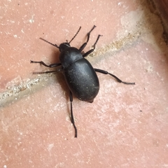 Tenebrioninae