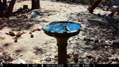 Baeolophus inornatus