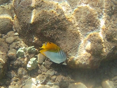 Chaetodon auriga