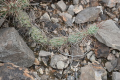 Grusonia grahamii