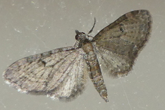 Eupithecia virgaureata