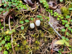 Gaultheria hispidula