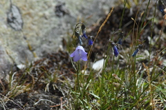 Campanula rotundifolia