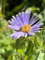 Erigeron glacialis