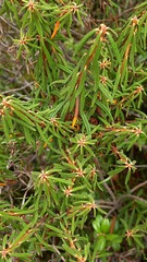 Rhododendron tomentosum