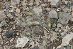 Grusonia grahamii