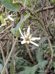 Passiflora bogotensis
