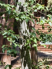 Alnus rhombifolia