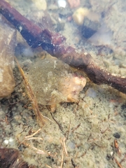 Ampullaceana balthica