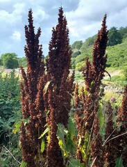 Rumex alpinus