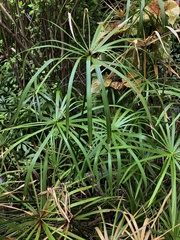 Cyperus alternifolius