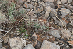 Grusonia grahamii