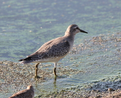 Calidris canutus