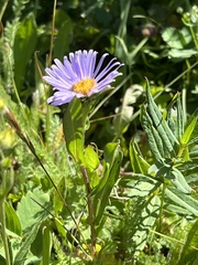 Erigeron glacialis