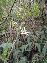 Passiflora bogotensis
