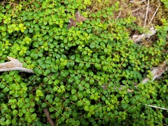 Gaultheria hispidula