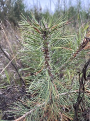 Pinus sylvestris
