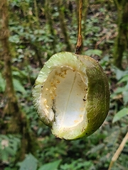 Crescentia cujete