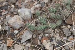 Grusonia grahamii