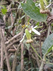 Passiflora bogotensis