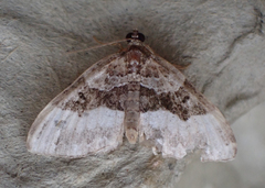 Euphyia intermediata