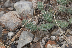 Grusonia grahamii