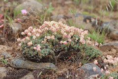 Eriogonum thymoides