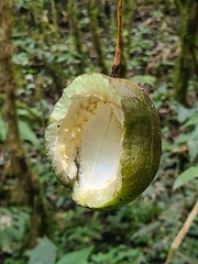 Crescentia cujete