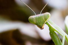 Sphodromantis viridis