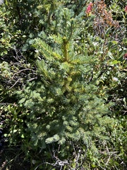 Picea engelmannii