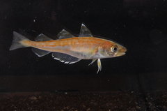 Merlangius merlangus