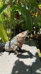 Ctenosaura similis