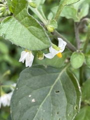 Solanum nigrum
