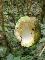 Crescentia cujete