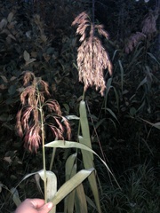 Phragmites australis americanus