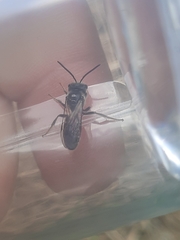 Lasioglossum coriaceum