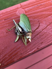 Pterophylla camellifolia