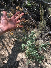 Lomatium rigidum