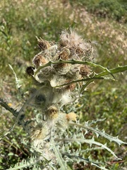 Cirsium hookerianum