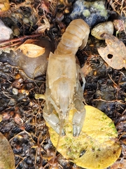Astacoidea