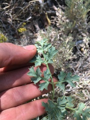 Lomatium rigidum