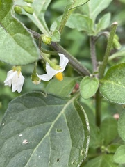 Solanum nigrum
