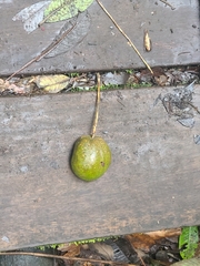 Crescentia cujete