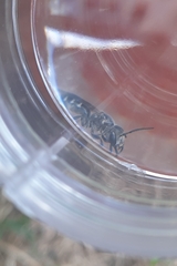 Lasioglossum coriaceum