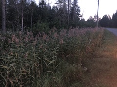 Phragmites australis americanus
