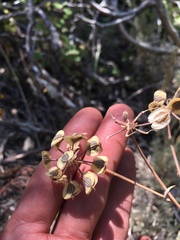 Lomatium rigidum