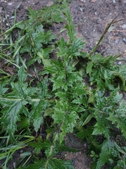 Carduus crispus