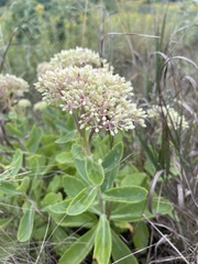 Hylotelephium maximum × spectabile